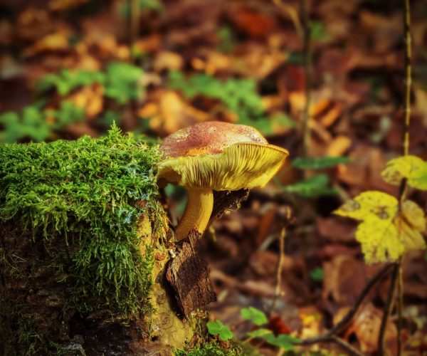 Biodiversity