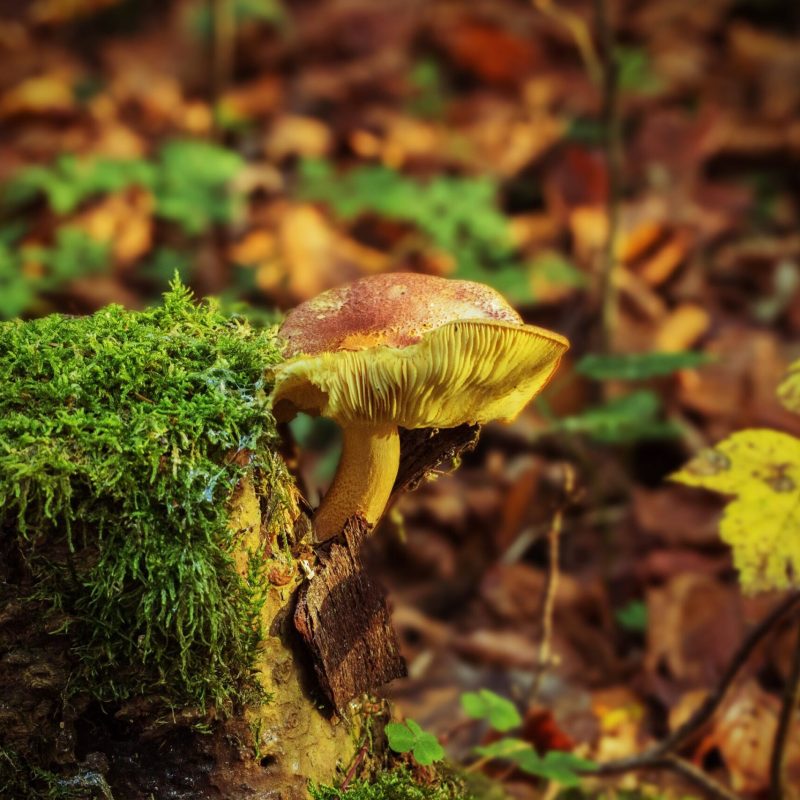 Biodiversity
